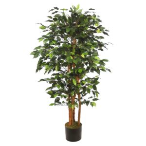 STB196TA ÁRBOL FICUS ANCHO CON MACETA 150 CM 1