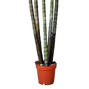 STKD001 PALMERA GRANDE ARTIFICIAL 300 CM